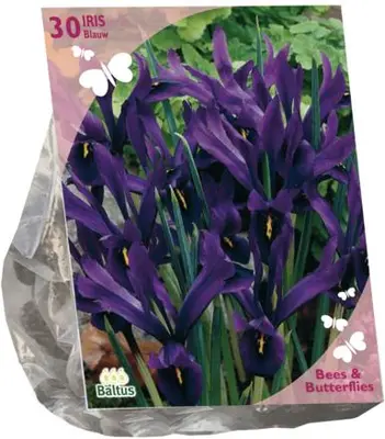 Bees & Butterflies - Iris Reticulata Blauw per 30 - afbeelding 1