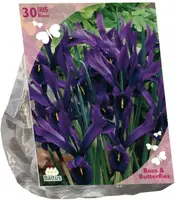 Bees & Butterflies - Iris Reticulata Blauw per 30 - afbeelding 1