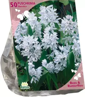 Bees & Butterflies - puschkinia libanotica 50 stuks - afbeelding 2