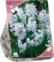 Bees & Butterflies - puschkinia libanotica 50 stuks - afbeelding 2
