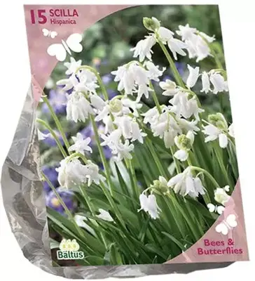 Bees & Butterflies - puschkinia libanotica 50 stuks - afbeelding 1