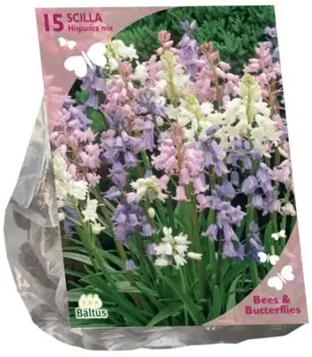 Bees & Butterflies - scilla hispanica. wit 15 stuks - afbeelding 1