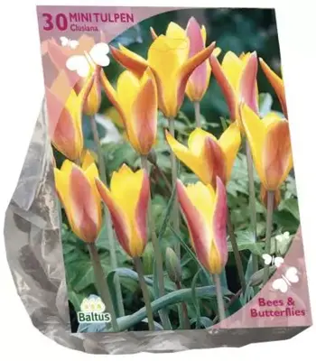 Bees & Butterflies - tulipa clusiana chrys 30 stuks - afbeelding 1