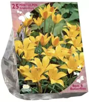 Bees & Butterflies - tulipa kolpakowskiana 25 stuks - afbeelding 1