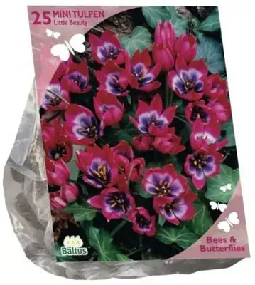 Bees & Butterflies - tulipa little beauty 25 stuks - afbeelding 1