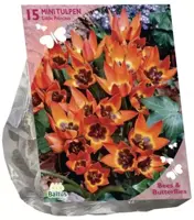 Bees & Butterflies - tulipa little princess 15 stuks - afbeelding 1