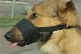 Beeztees Comfort Muilband – Hond – XXL – 23-33 cm kopen?