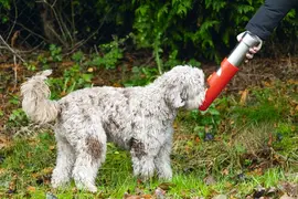 Beeztees drinkfles hond Loe plastic 532ml d7.5h26cm - 3 kleuren - afbeelding 8