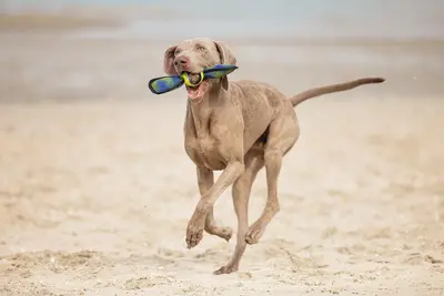 Beeztees hondenspeelgoed Fetch Wing tennisbal nylon 30x9.5x6.3cm blauw/geel - afbeelding 4