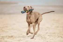 Beeztees hondenspeelgoed Fetch Wing tennisbal nylon 30x9.5x6.3cm blauw/geel - afbeelding 4