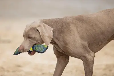 Beeztees hondenspeelgoed Fetch Wing tennisbal nylon 30x9.5x6.3cm blauw/geel - afbeelding 5