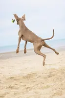 Beeztees hondenspeelgoed Fetch Wing tennisbal nylon 30x9.5x6.3cm blauw/geel - afbeelding 3