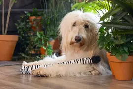 Beeztees hondenspeelgoed Jungle zebrastaart pluche 60x6x5cm zwart/wit - afbeelding 4