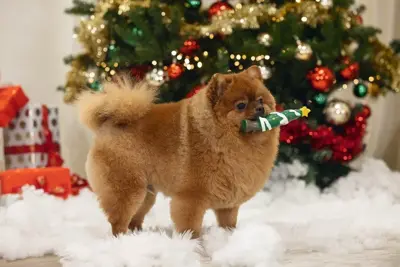 Beeztees hondenspeelgoed kerstboom piek latex 16x5x5cm groen - afbeelding 2