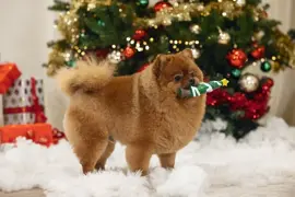 Beeztees hondenspeelgoed kerstboom piek latex 16x5x5cm groen - afbeelding 2