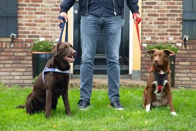 Beeztees Hondentuig Parinca Premium Y-tuig Nylon M/L 67-77 x 2,5 cm – Rood - afbeelding 4