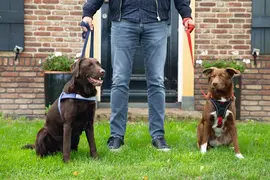 Beeztees Hondentuig Parinca Premium Y-tuig Nylon M/L 67-77 x 2,5 cm – Rood - afbeelding 4