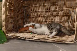 Beeztees kattenspeelgoed Jungle boomstam pluche 15x6x3cm bruin - afbeelding 4