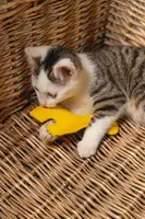 Beeztees kattenspeelgoed Jungle giraf Cody vilt 17x14x1.5cm geel - afbeelding 3