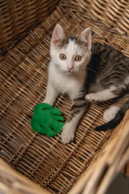 Beeztees kattenspeelgoed jungle matatabi blad vilt 12x8x3cm groen - afbeelding 3