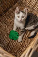 Beeztees kattenspeelgoed jungle matatabi blad vilt 12x8x3cm groen - afbeelding 3