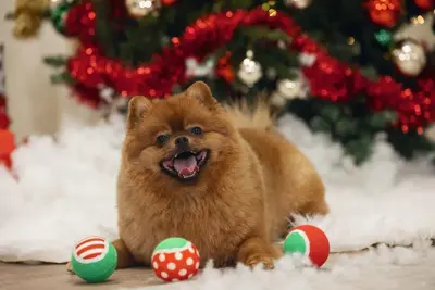 Beeztees tennisballen kerstprint 3 stuks vilt/rubber 6.3x6.3x6.3cm groen/rood - afbeelding 3