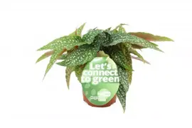 Begonia cane (Stippenplant) 20cm - afbeelding 1