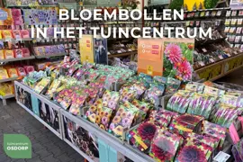 Begonia dubbel mix 5st - afbeelding 2