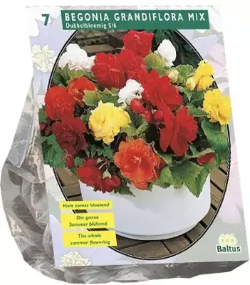 Begonia dubbel mix 5st - afbeelding 1