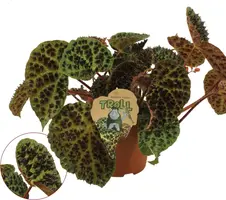 Begonia 'Ferox' 30cm kopen?