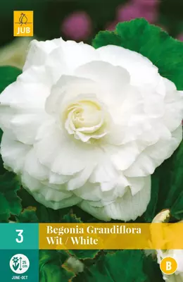 Begonia grandiflora wit/white 3 stuks - afbeelding 1