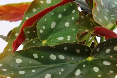 Begonia maculata (Stippenplant) 20cm - afbeelding 2
