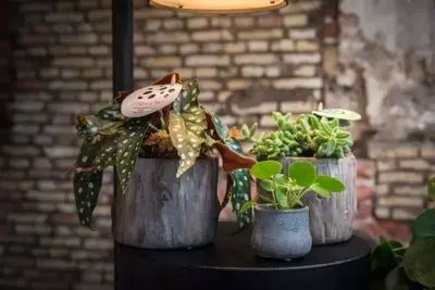 Begonia maculata (Stippenplant) 20cm - afbeelding 3
