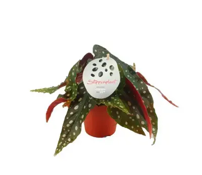 Begonia maculata (Stippenplant) 20cm - afbeelding 1