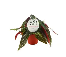 Begonia maculata (Stippenplant) 20cm - afbeelding 1