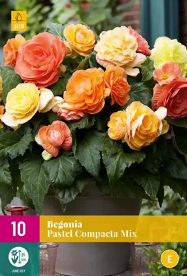 Begonia pastel compacta mix 10 stuks - afbeelding 1