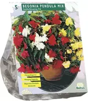 Begonia pendula gemengd 5 stuks - afbeelding 1