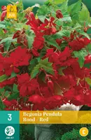 Begonia pendula rood/red 3 stuks - afbeelding 1