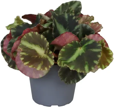 Begonia rex 'Cleopatrae' (Bladbegonia) 10cm - afbeelding 1