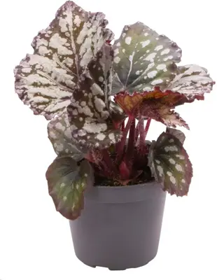 Begonia rex 'Dew Drop' (Bladbegonia) 15cm - afbeelding 2