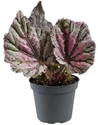 Begonia rex 'Dew Drop' (Bladbegonia) 15cm - afbeelding 1