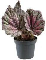 Begonia rex 'Dew Drop' (Bladbegonia) 15cm - afbeelding 1