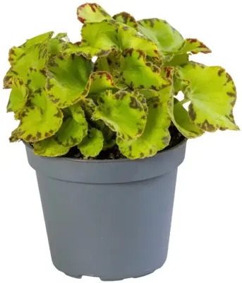 Begonia rex 'Red jive' (Bladbegonia) 10cm - afbeelding 1