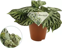 Begonia 'Silver Jewell' 30cm kopen?