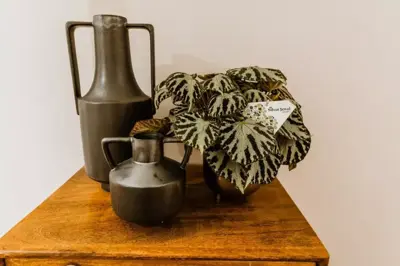 Begonia 'Silver Jewell' (Scheefblad) 30cm - afbeelding 2