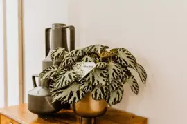Begonia 'Silver Jewell' (Scheefblad) 30cm - afbeelding 3