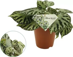 Begonia 'Silver Jewell' (Scheefblad) 30cm - afbeelding 1