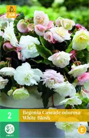 Begonias odorosa white blush 2 stuks - afbeelding 1