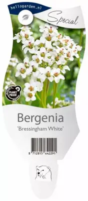 Bergenia 'Bressingham White' (Schoenlappersplant) - afbeelding 1