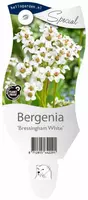 Bergenia 'Bressingham White' (Schoenlappersplant) - afbeelding 1